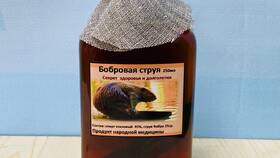 Бобровая струя: применение и свойства